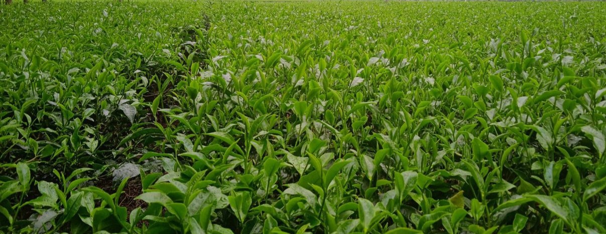 high quality tea leaves