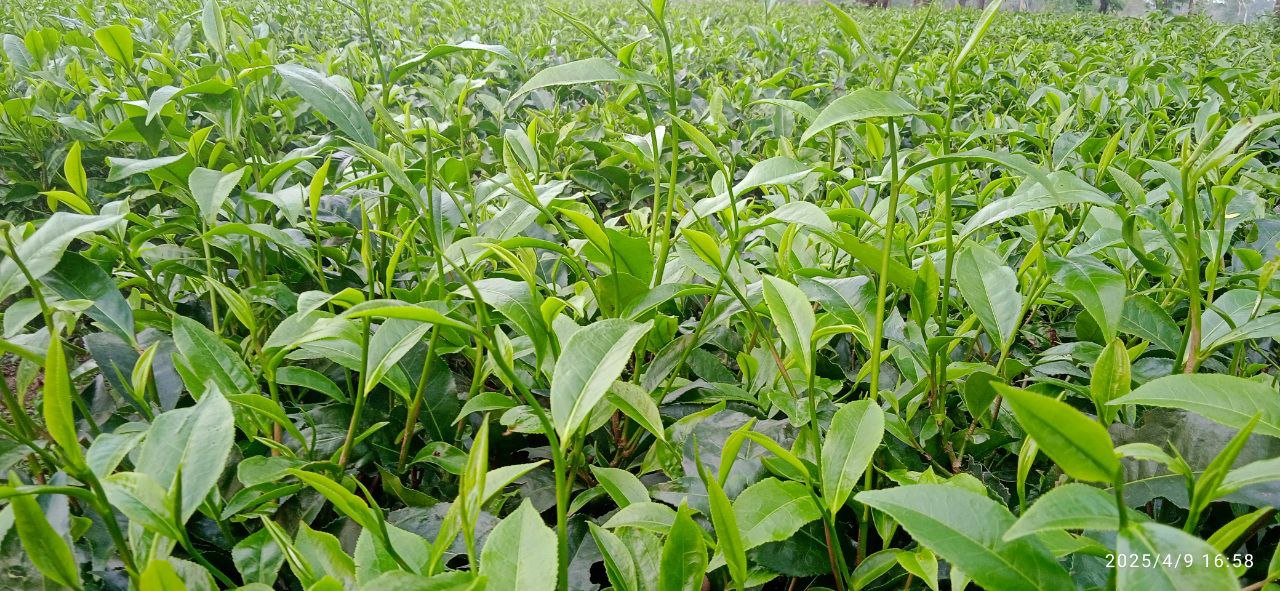 Close-up image of long, slender green tea leaves with a vibrant, fresh appearance.
