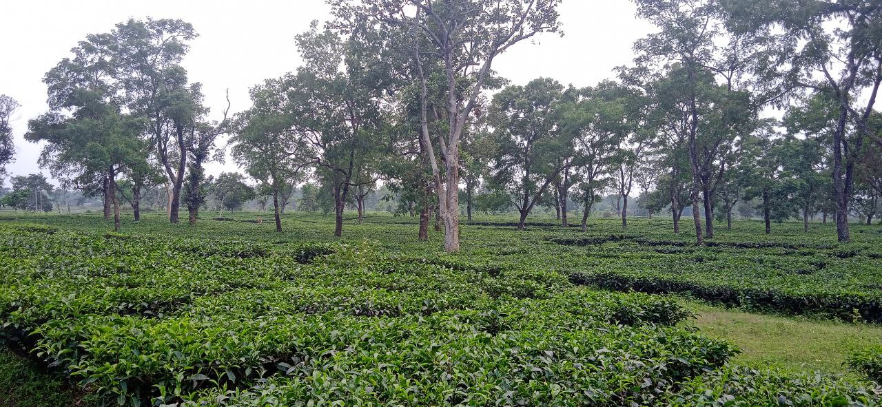 View of a vibrant green tea garden with neatly pruned tea bushes in straight rows under a clear blue sky.