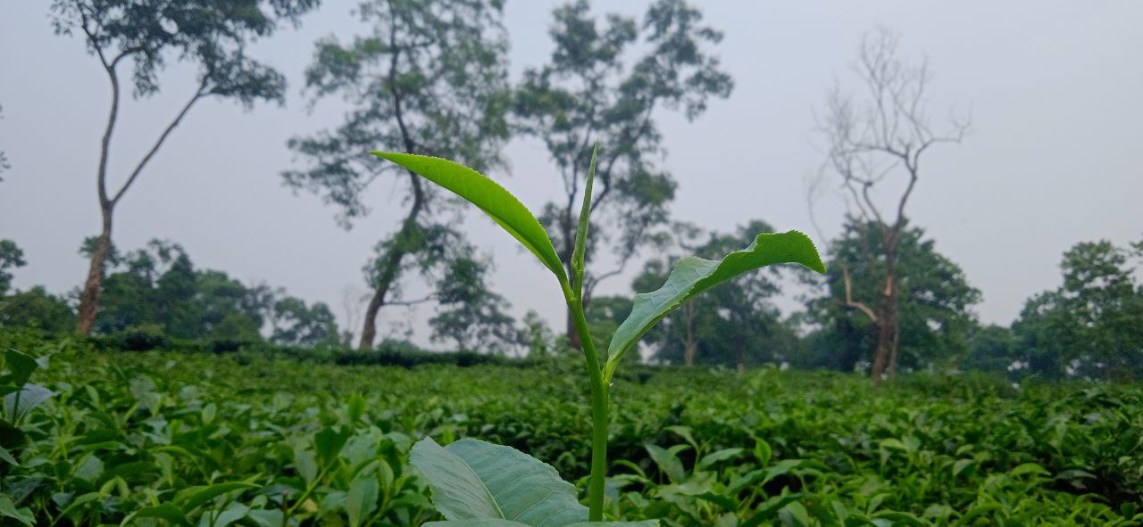 tea leaves on a tea plant