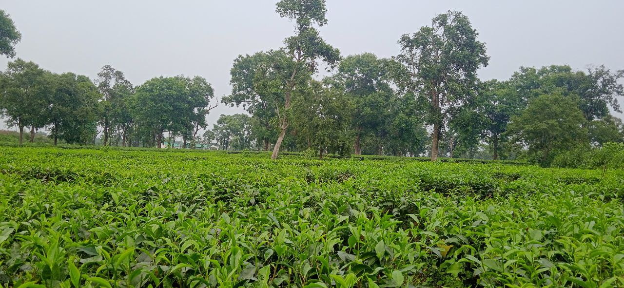 Tea plantation with green tea plants growing in rows