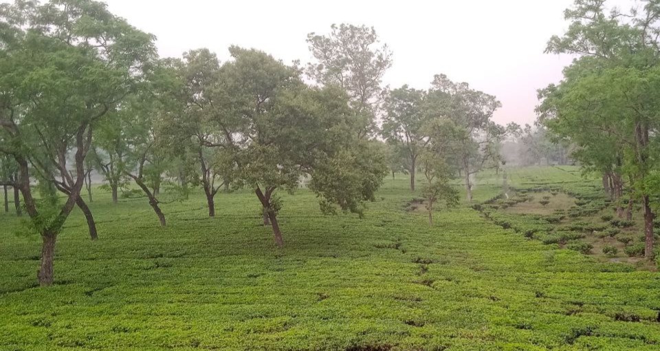 Scenic view of a lush green tea garden with neatly lined tea bushes on rolling hills under a clear sky.