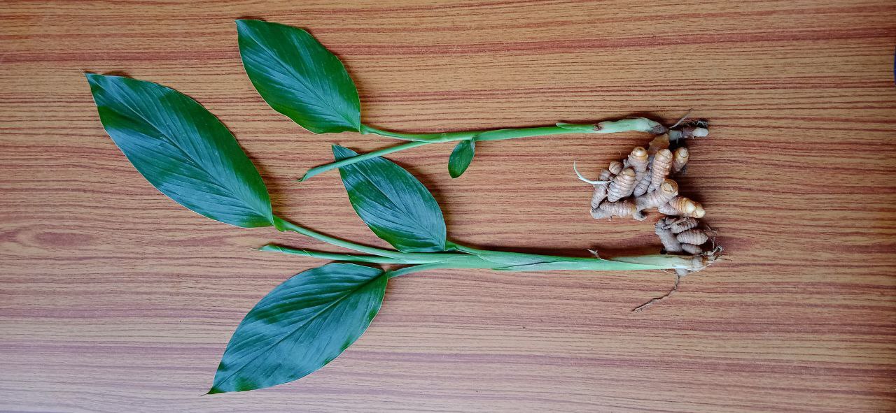 turmeric plant